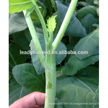 MKL01 Jiao 58days semillas de brócoli chino resistentes al frío para la siembra
